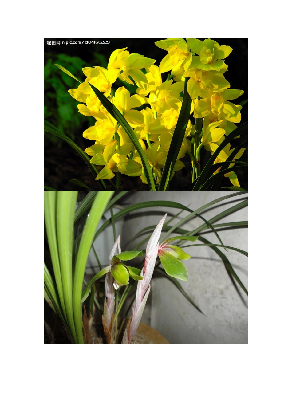 兰花图片大全1_第3页