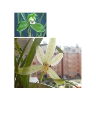 兰花图片大全1