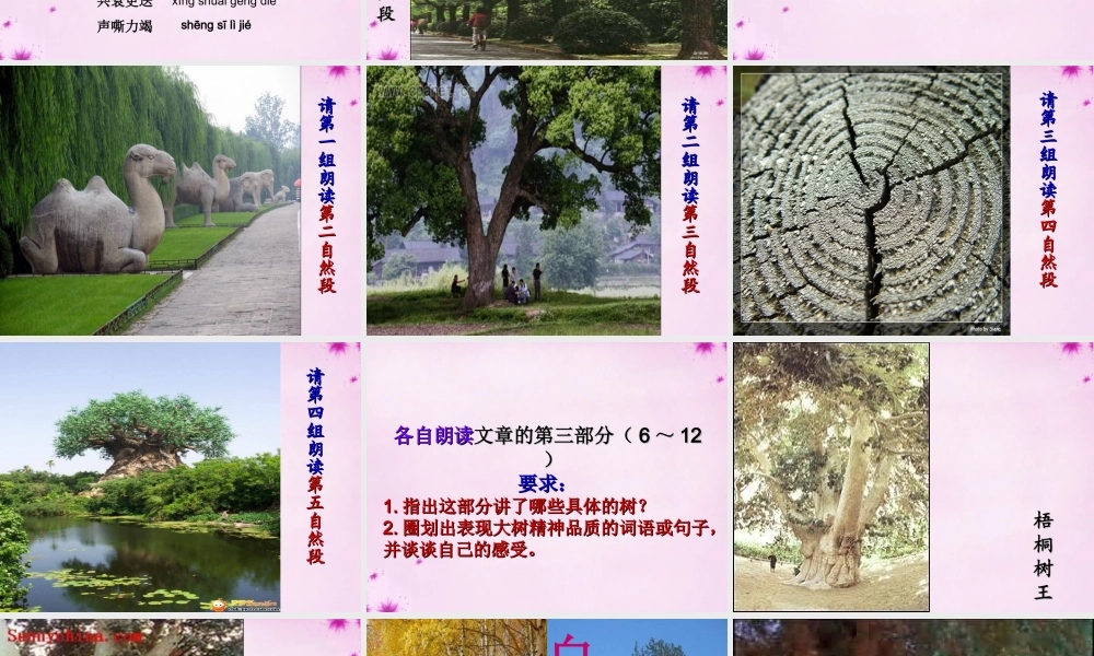 七年级语文上册 第八单元 第45课(大树和我们的生活)课件 上海五四制版 课件