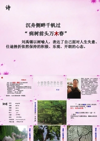 七年级语文上册 第八单元 第45课(大树和我们的生活)课件 上海五四制版 课件