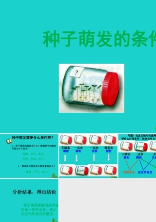 八年级生物上册 第三单元 第一章 第二节 种子萌发的条件 实验种子萌发的条件课件 冀少版 课件