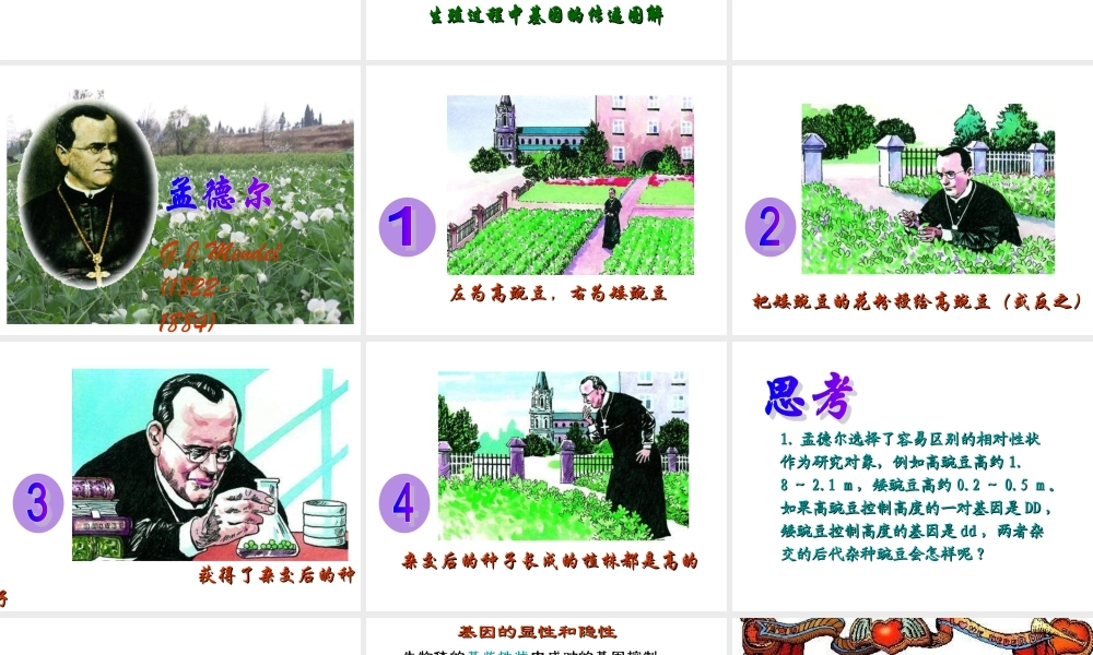 八年级生物基因的显性和隐性课件