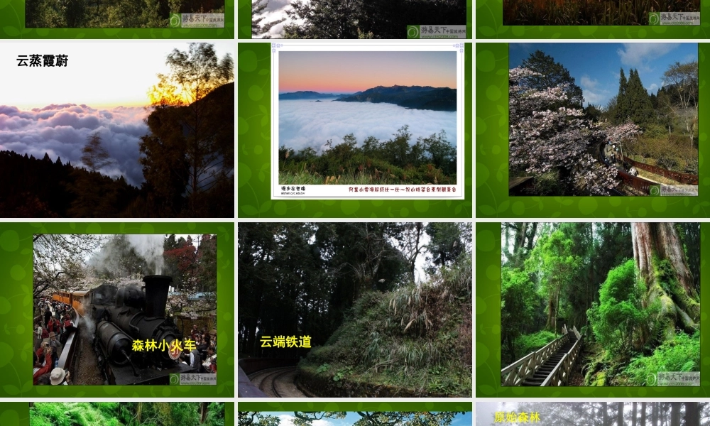 八年级语文上册 18 阿里山纪行课件 苏教版 课件