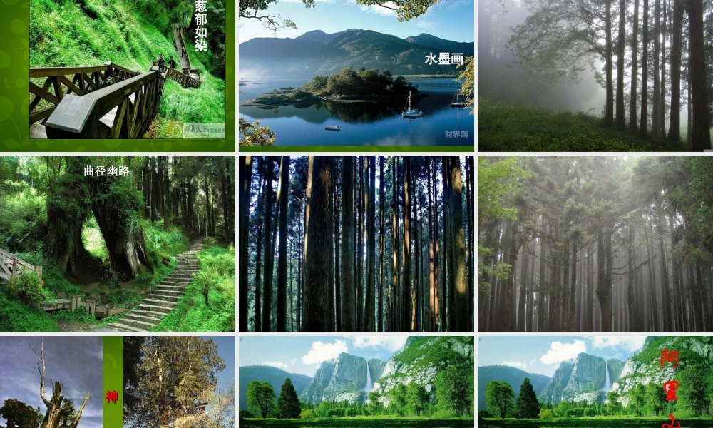 八年级语文上册 18 阿里山纪行课件 苏教版 课件