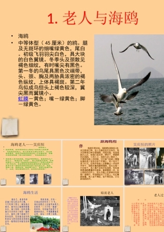 初中语文 老人与海鸥经典课件