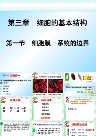 第1节-细胞膜--系统的边界