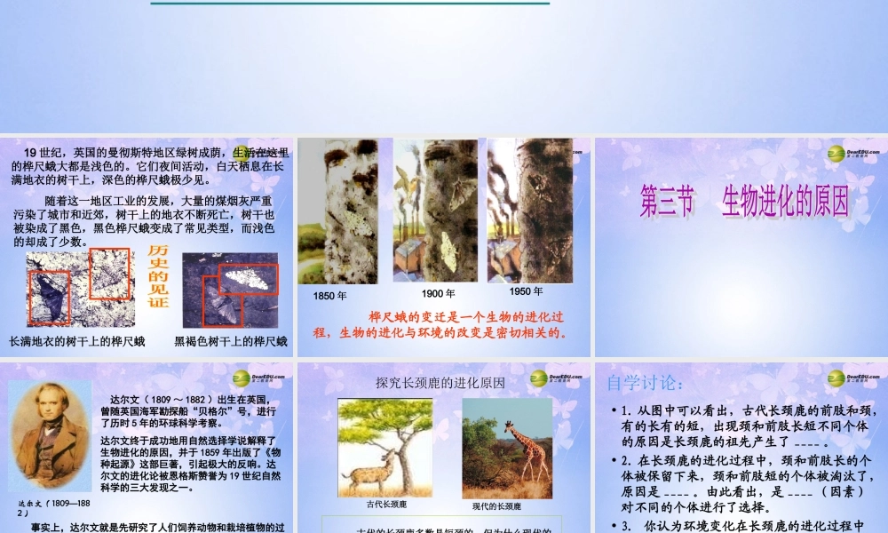 八年级生物下册 进化的原因课件1 济南版 课件
