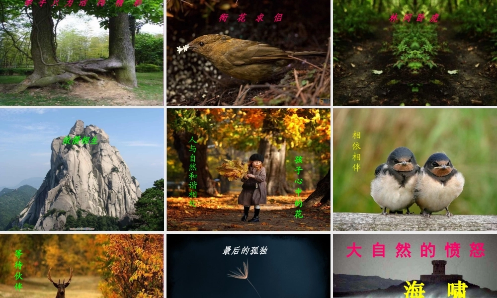 八年级语文下册 11 敬畏自然课件 新人教版 课件