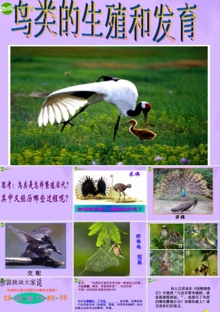 八年级生物下册 鸟类的生殖和发育 人教新课标版 课件