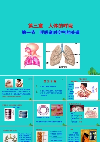 七年级生物下册 4.3.1 呼吸道对空气的处理课件(新版)新人教版 课件