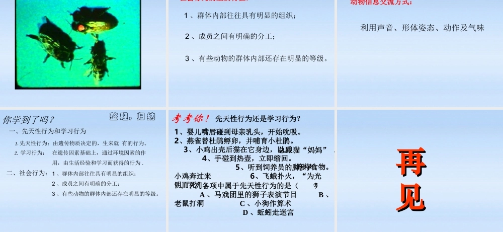七年级生物上册 第二章生物圈中的动物第二节动物的行为课件4 济南版 课件