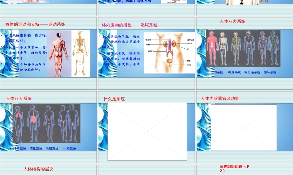 八年级生物 第一学期(试验本)第1章 第一节 人体是怎样构成的课件 上海版 课件