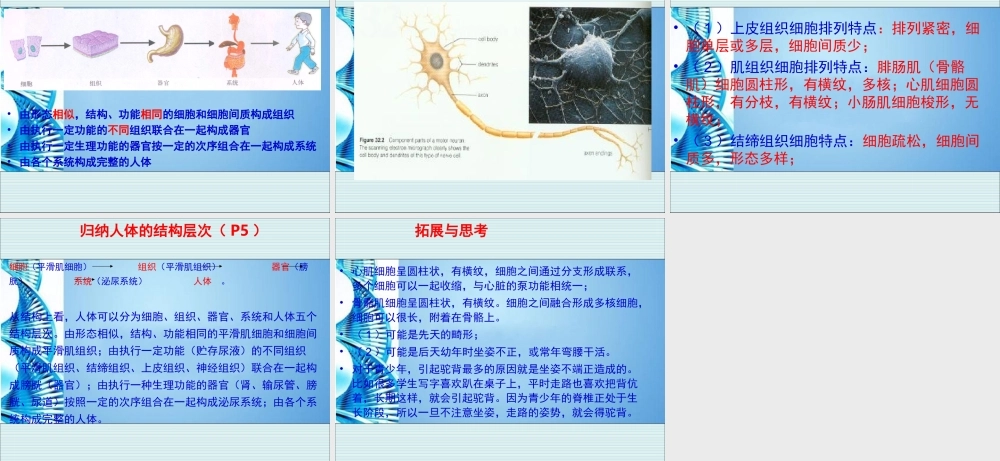 八年级生物 第一学期(试验本)第1章 第一节 人体是怎样构成的课件 上海版 课件