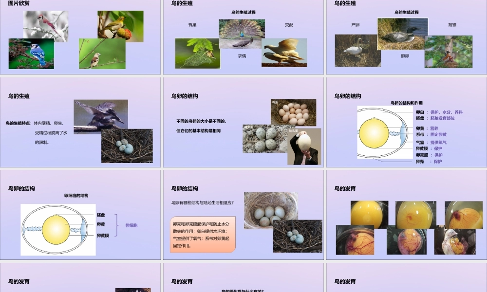 八年级生物上册 第四单元 物种的延续 第二章 动物的生殖和发育 第三节 鸟的生殖和发育课件(新版)济南版 课件