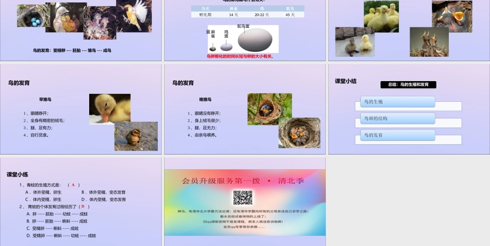 八年级生物上册 第四单元 物种的延续 第二章 动物的生殖和发育 第三节 鸟的生殖和发育课件(新版)济南版 课件