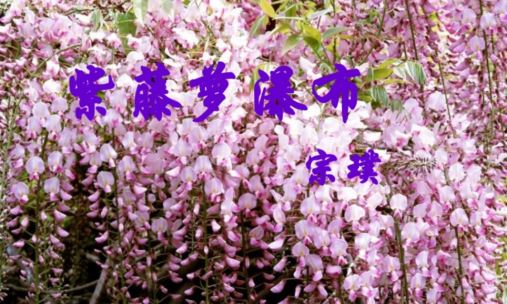 八年级语文下册(紫藤萝瀑布)课件3 苏教版 课件