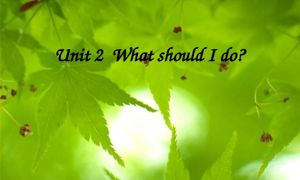 八年级英语鲁教版Unit2 What should I do(ppt) 课件