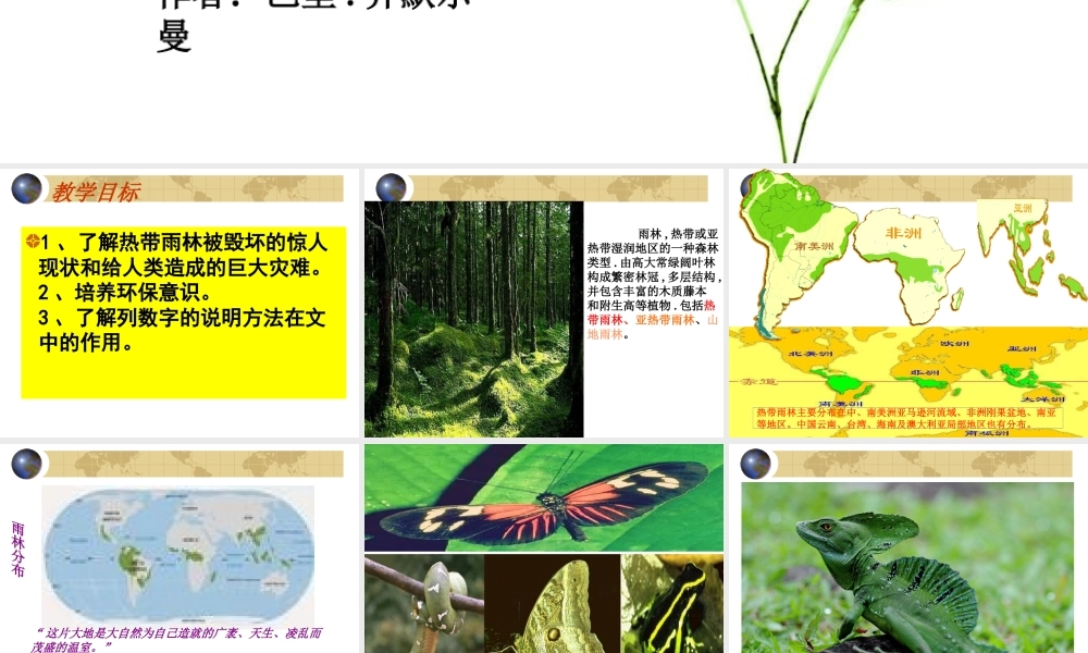 《雨林的毁灭——世界性灾难》