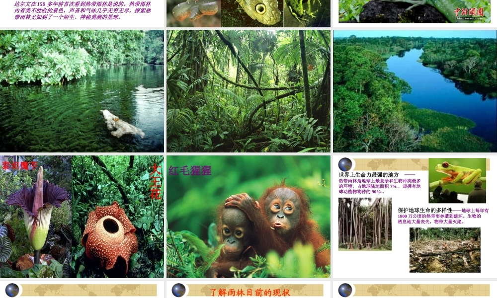 《雨林的毁灭——世界性灾难》