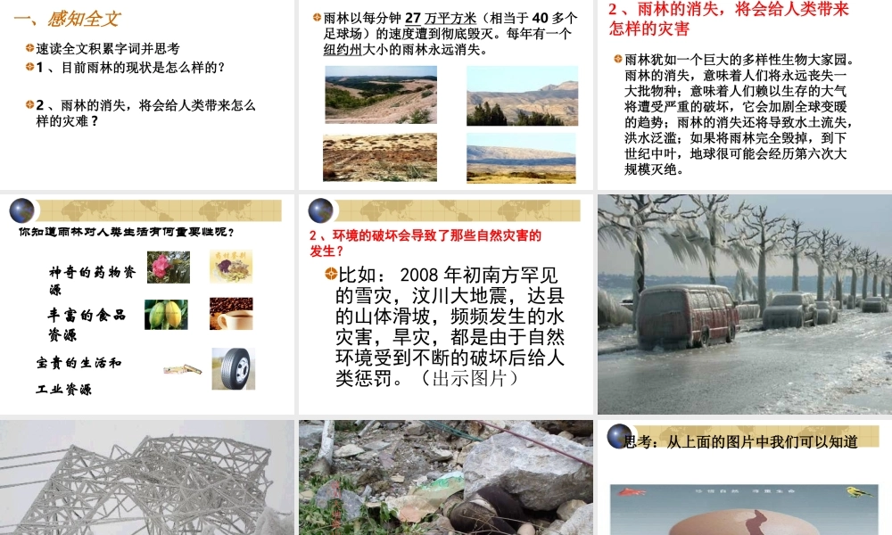 《雨林的毁灭——世界性灾难》