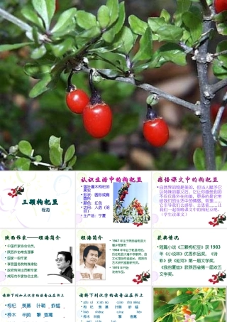 七年级语文下(三颗枸杞豆)精品课件11(共49页)苏教版 课件