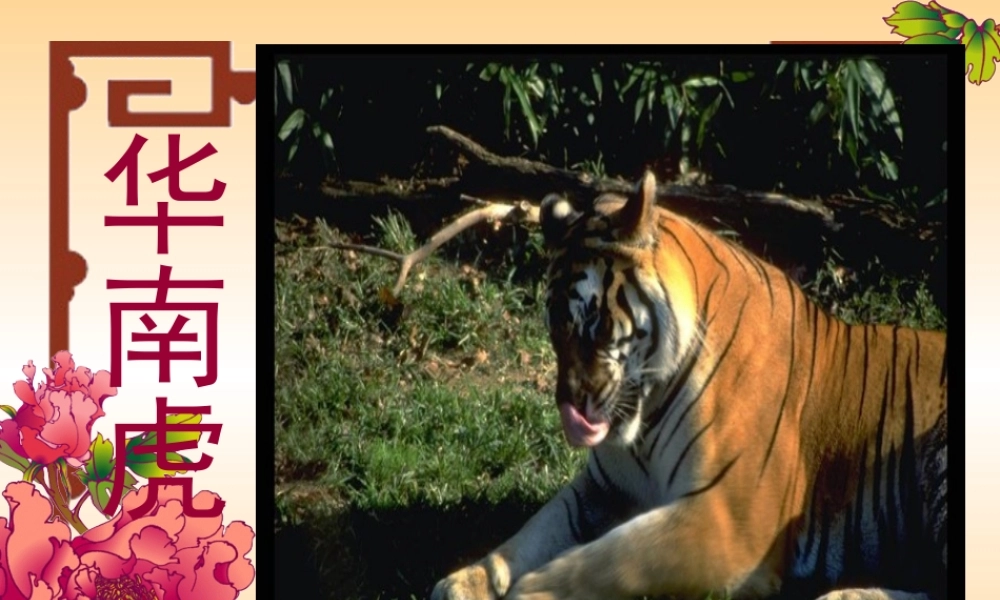 七年级语文下册 (华南虎)教学课件 人教新课标版 课件