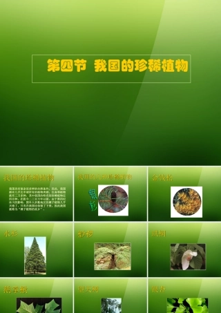 七年级生物上册 第二章 第4节(我国的珍稀植物)课件 冀教版 课件
