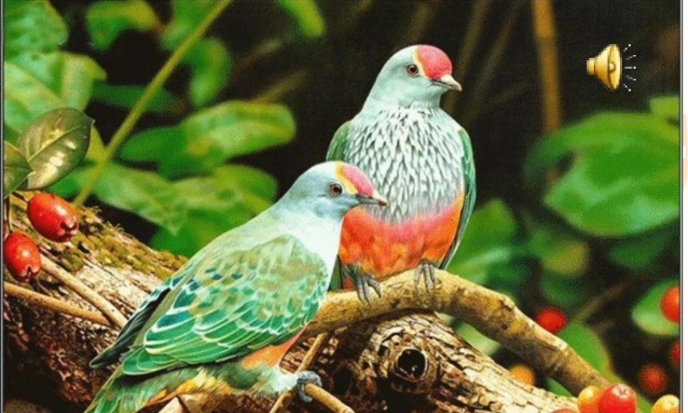 14《小鸟和守林老人》ppt课件1-3