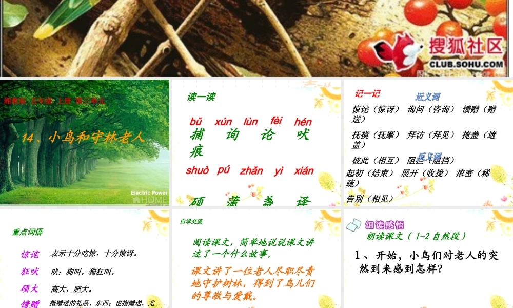 14《小鸟和守林老人》ppt课件1-3