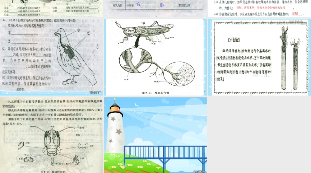 各种环境中的动物八年级生物上册第五单元第一章复习课件