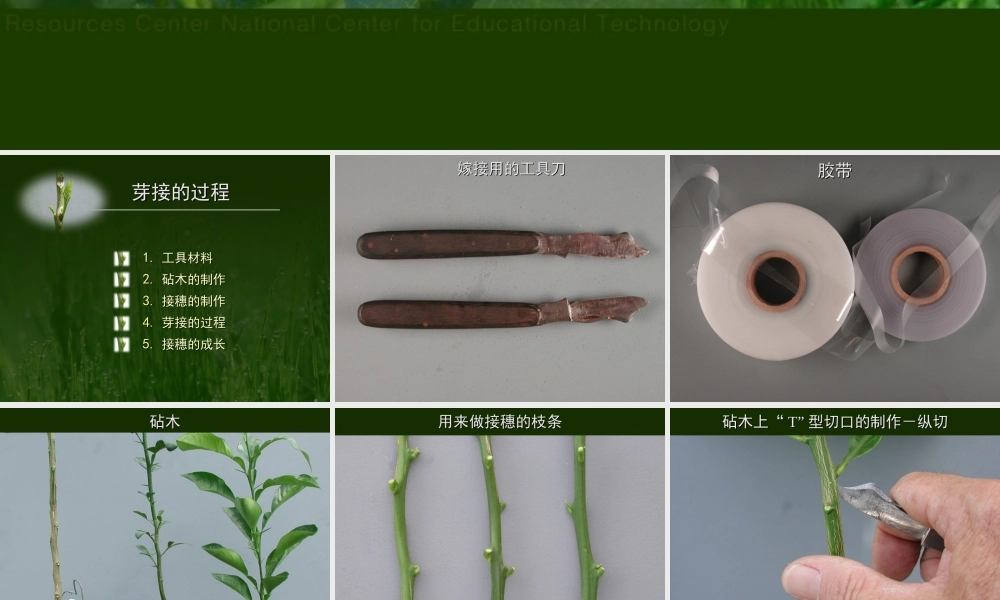 初二生物课件 七单元一章第一节 植物的生殖课件