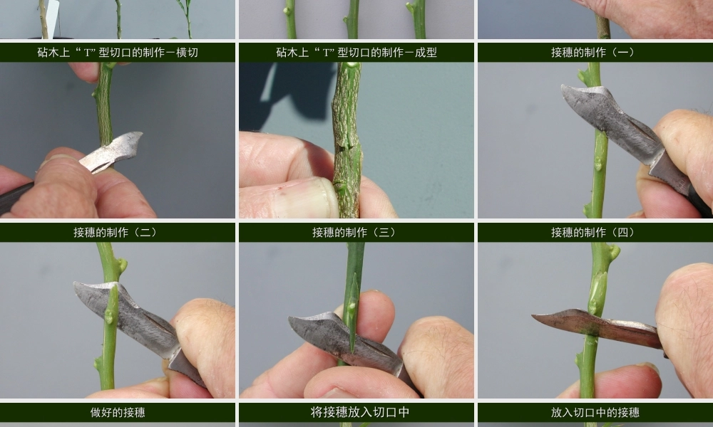 初二生物课件 七单元一章第一节 植物的生殖课件