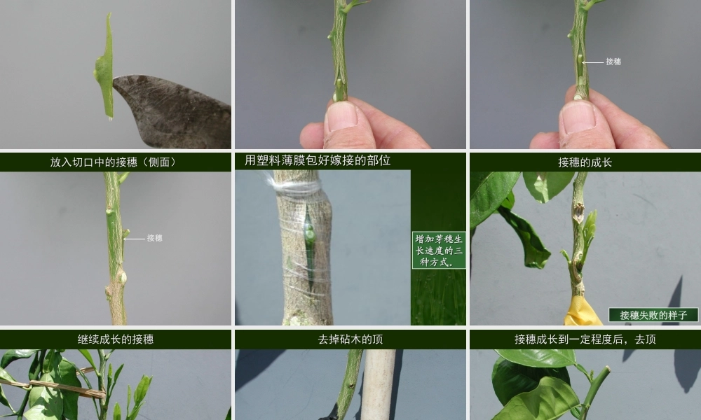 初二生物课件 七单元一章第一节 植物的生殖课件