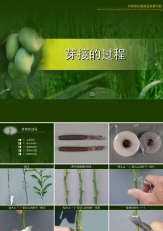 初二生物课件 七单元一章第一节 植物的生殖课件