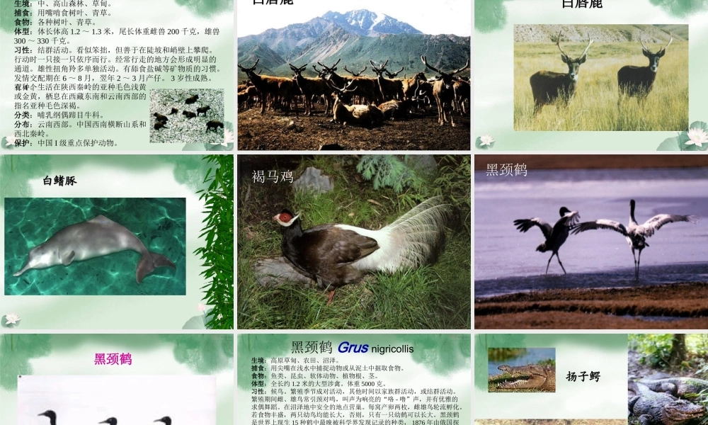 我国的动物资源 八年级生物上册第17章第2节我国动物资源及保护课件北师大版 八年级生物上册第17章第2节我国动物资源及保护课件北师大版