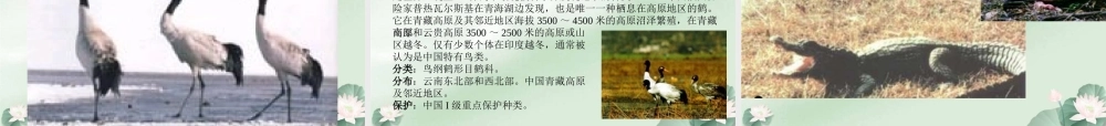 我国的动物资源 八年级生物上册第17章第2节我国动物资源及保护课件北师大版 八年级生物上册第17章第2节我国动物资源及保护课件北师大版