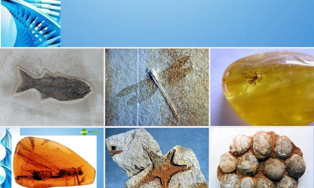 八年级生物下册 第一章第二节生物进化的证据课件 济南版 课件