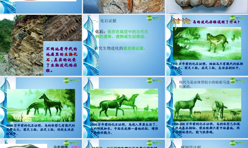 八年级生物下册 第一章第二节生物进化的证据课件 济南版 课件
