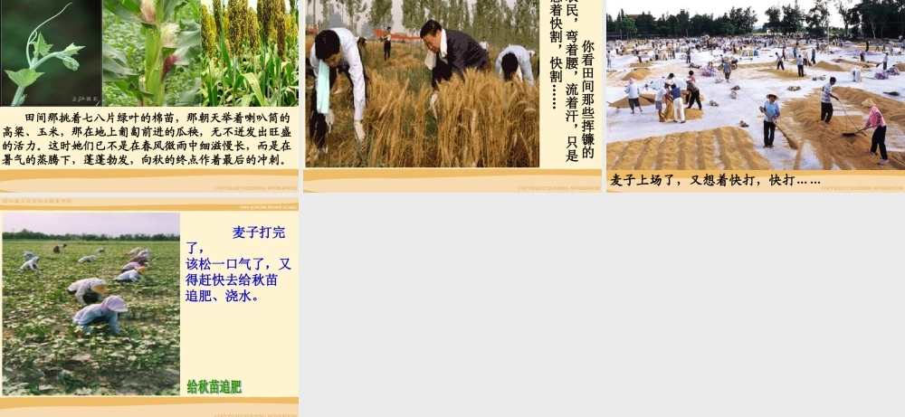 夏感 七年级语文上册_第三单元_13.夏感课件人教版