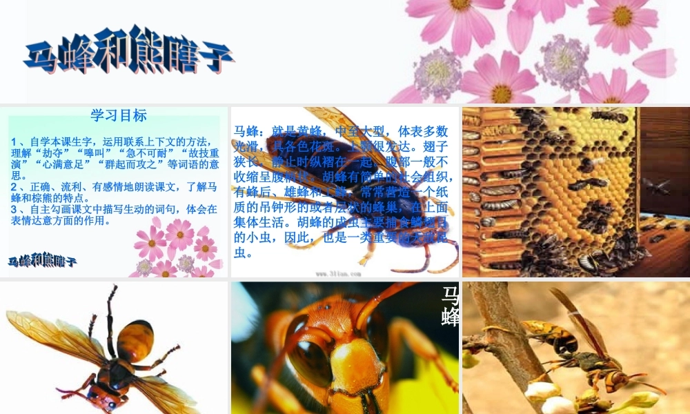 11《马蜂与熊瞎子》课件