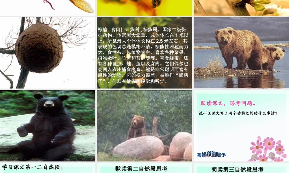 11《马蜂与熊瞎子》课件
