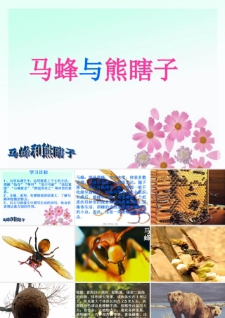 11《马蜂与熊瞎子》课件