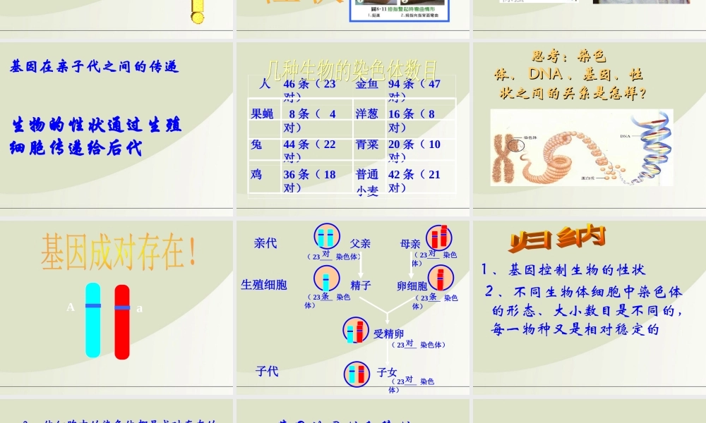 八年级生物下册 遗传与变异复习课件 人教新课标版 课件