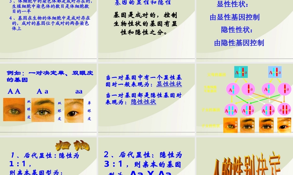 八年级生物下册 遗传与变异复习课件 人教新课标版 课件