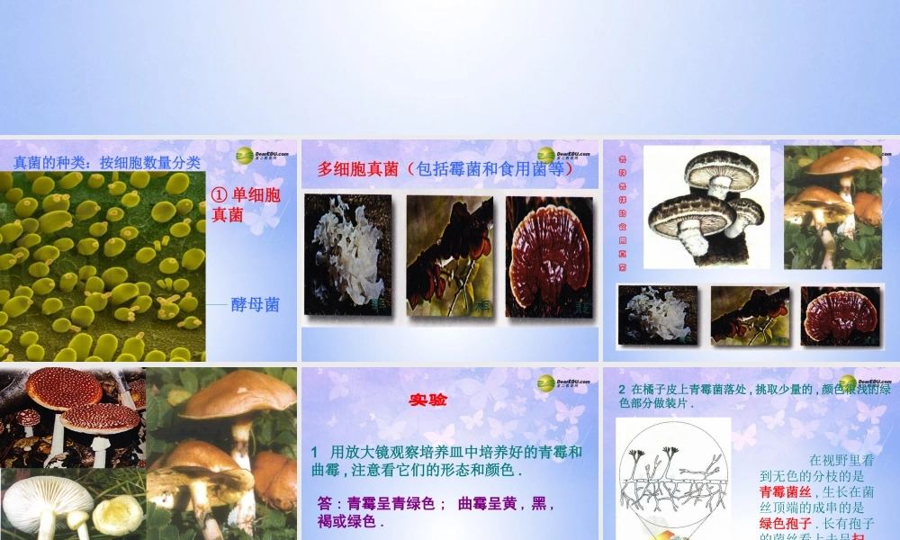 八年级生物上册 第三节 真菌课件 新人教版 课件