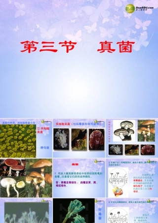 八年级生物上册 第三节 真菌课件 新人教版 课件
