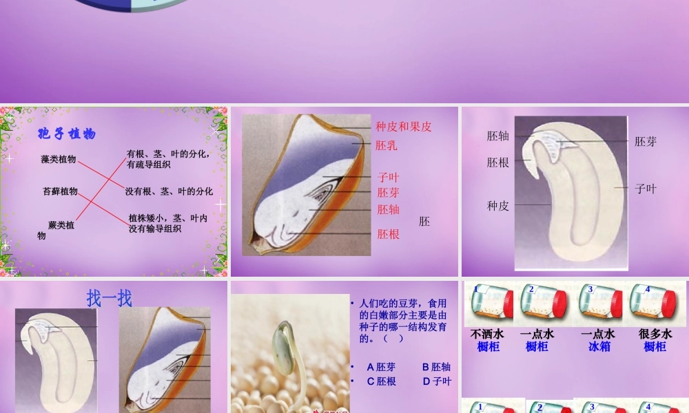七年级生物上册 3.1.2 种子植物课件 (新版)新人教版 课件