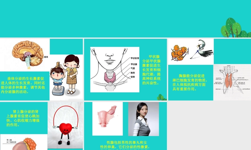 七年级生物下册 第四单元 第一章 第二节 人的生殖 人体主要内分泌腺及分泌的激素的作用课件 (新版)新人教版 课件