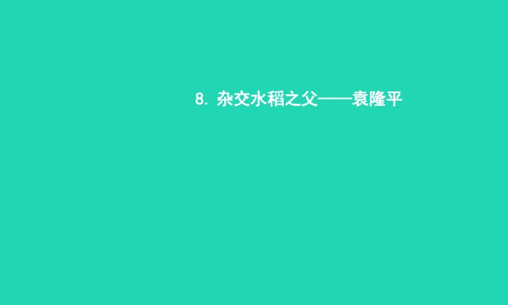 八年级语文上册 第二单元 8 杂交水稻之父 袁隆平课件 语文版 课件