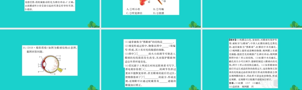 七年级生物下册 4.6.1 人体对外界环境的感知习题课件(新版)新人教版 课件